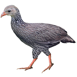 Ahanta Francolin