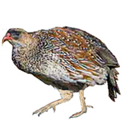 Chestnut-naped Francolin