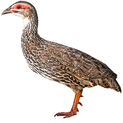 Claperton's Francolin