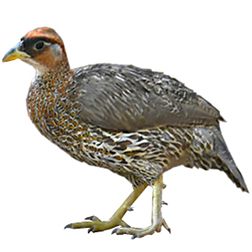 Djibouti Francolin