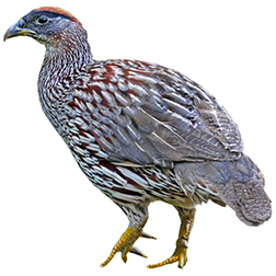 Erckel's Francolin
