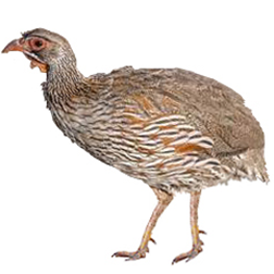 Gray-striped Francolin