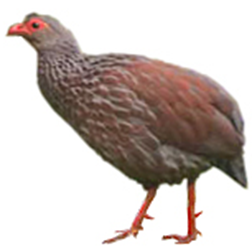 Handsome Francolin