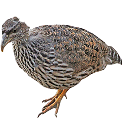 Hartlaub's Francolin