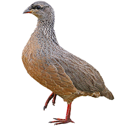 Hildebrandt's Francolin