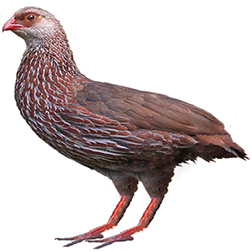 Jackson's Francolin