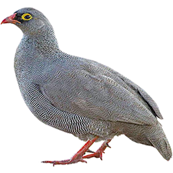 Red-billed Francolin