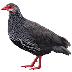 Red-necked Francolin