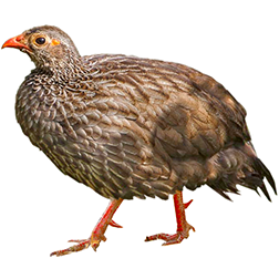 Scaly Francolin