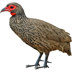 Swainson's Francolin