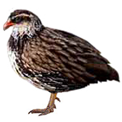 Swierstra's Francolin