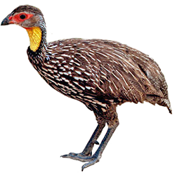 Yellow-necked Francolin