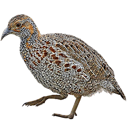 Gray-winged Francolin