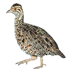 Moorland-francolin