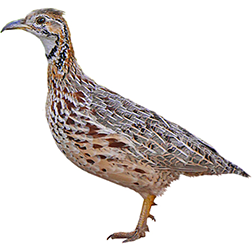 Orange River Francolin