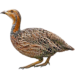 Red-winged Francolin