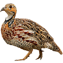 Shelley's Francolin