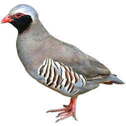 Alectoris Partridge Breeds