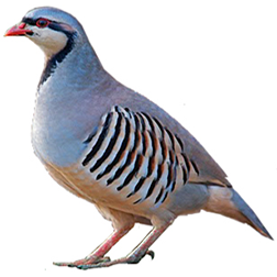 Chukar