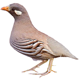 Ammoperdix Partridge Breeds