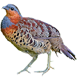 Chinese Bamboo Partridge