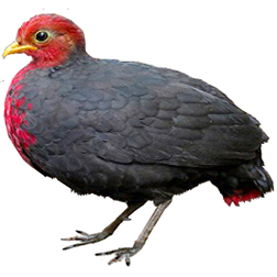 Crimson-headed Partridge