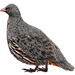 Snow Partridge