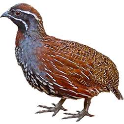 Margaroperdix Partridge Breeds