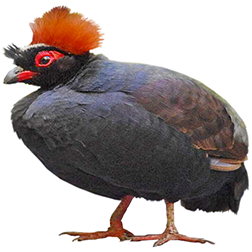Melanoperdix Partridge Breeds