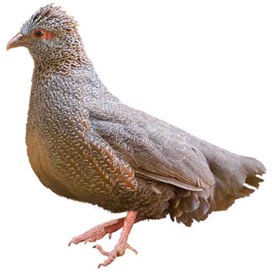 Ptilopachus Partridge Breeds
