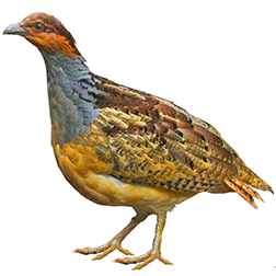 Long-billed Partridge