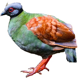 Crested Wood Partridge