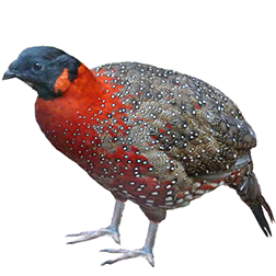 Xenoperdix Partridge Breeds