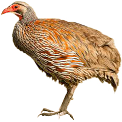 Udzungwa Forest Partridge