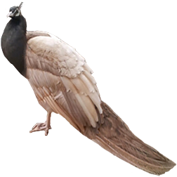 Cameo Peafowl