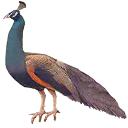 Buford Bronze Peafowl