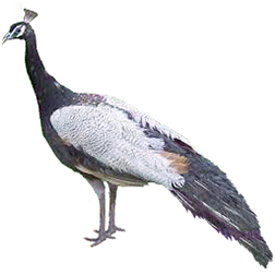 Charcoal Peafowl