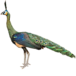 Green Peafowl