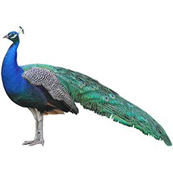 India Blue Peafowl