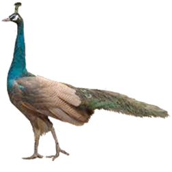 Jade Peafowl
