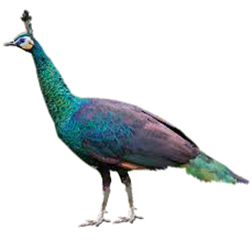Java Green Peafowl