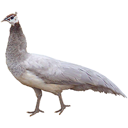 Opal Peafowl