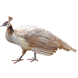 Peach Peafowl