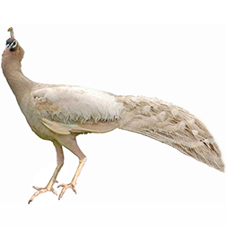 Taupe Peafowl