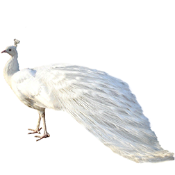 White Peafowl