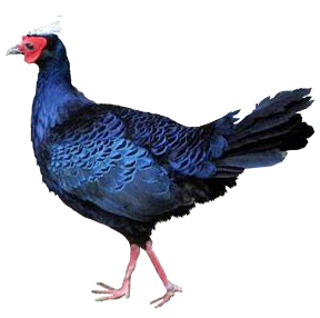 Blue Imperial Pheasant