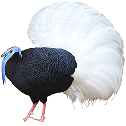 Bulwer's Pheasant