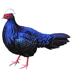 Edward's Pheasant