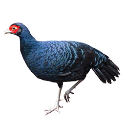 Hoogerwerf's Pheasant