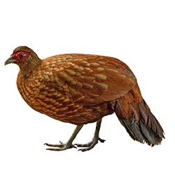 Salvadori's Pheasant